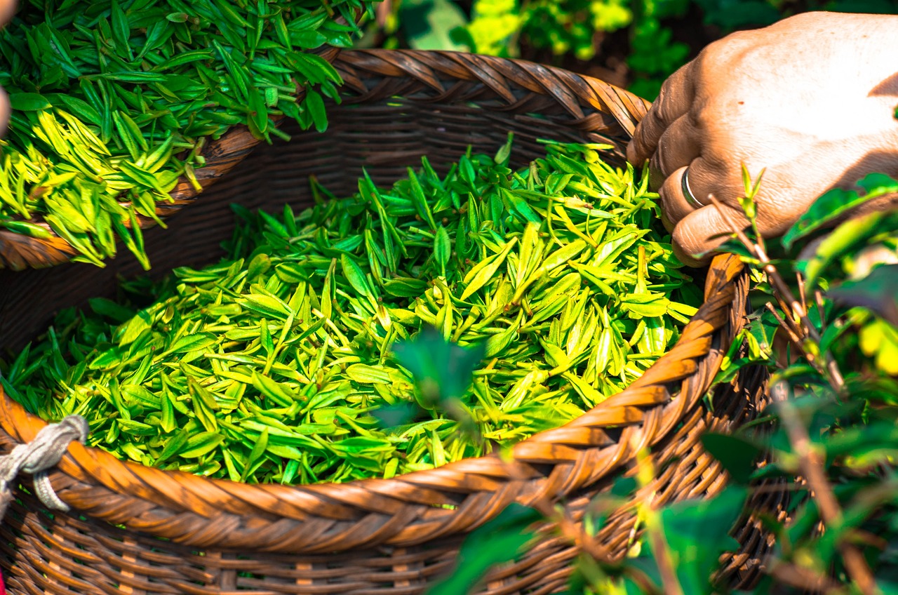Zielona herbata – historia i pochodzenie